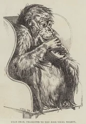 Uran-Utan, presented to the Zoological Society